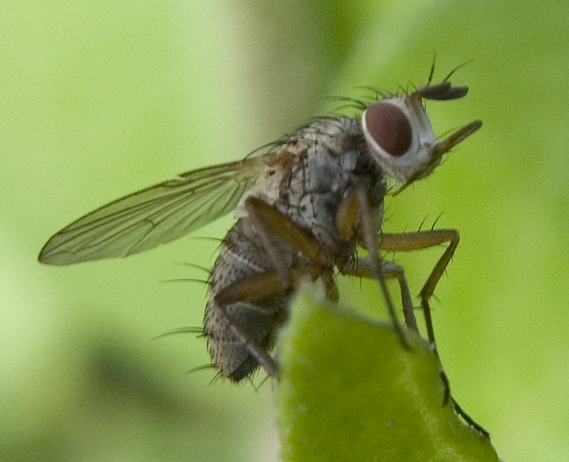 Tachinidae cf. Siphona sp.